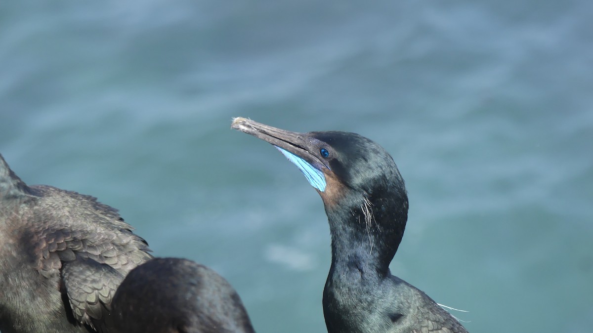 Brandt's Cormorant - ML644278569