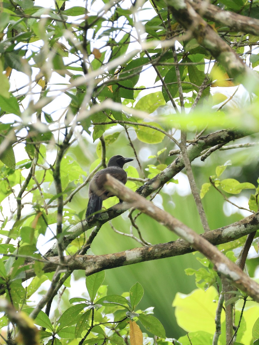 rajka vraní - ML644278583