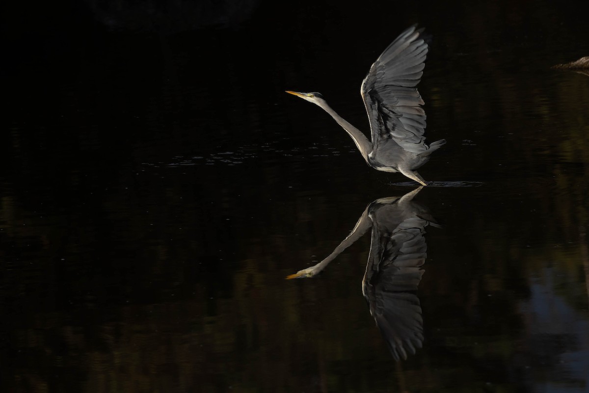 Gray Heron - ML644278585