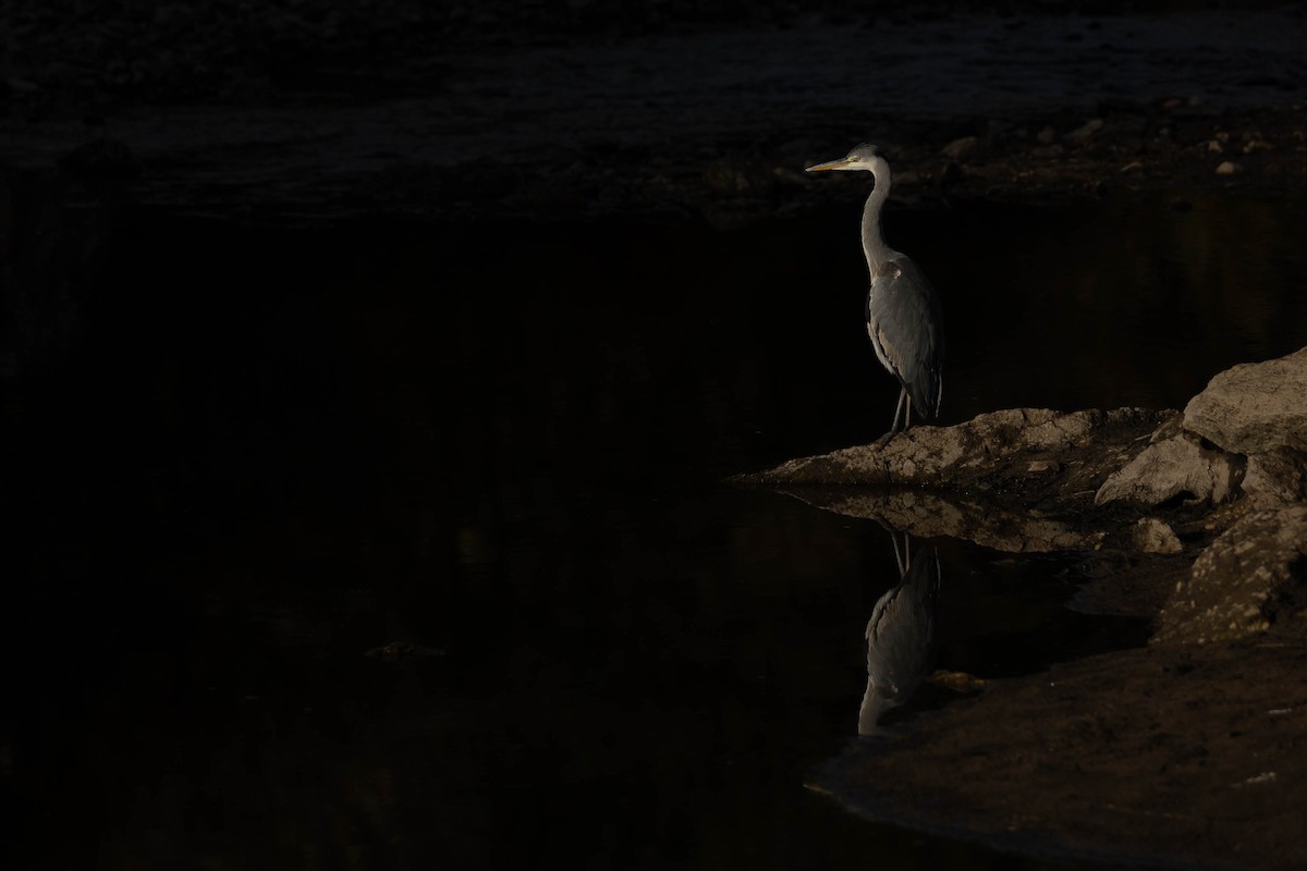 Gray Heron - ML644278588