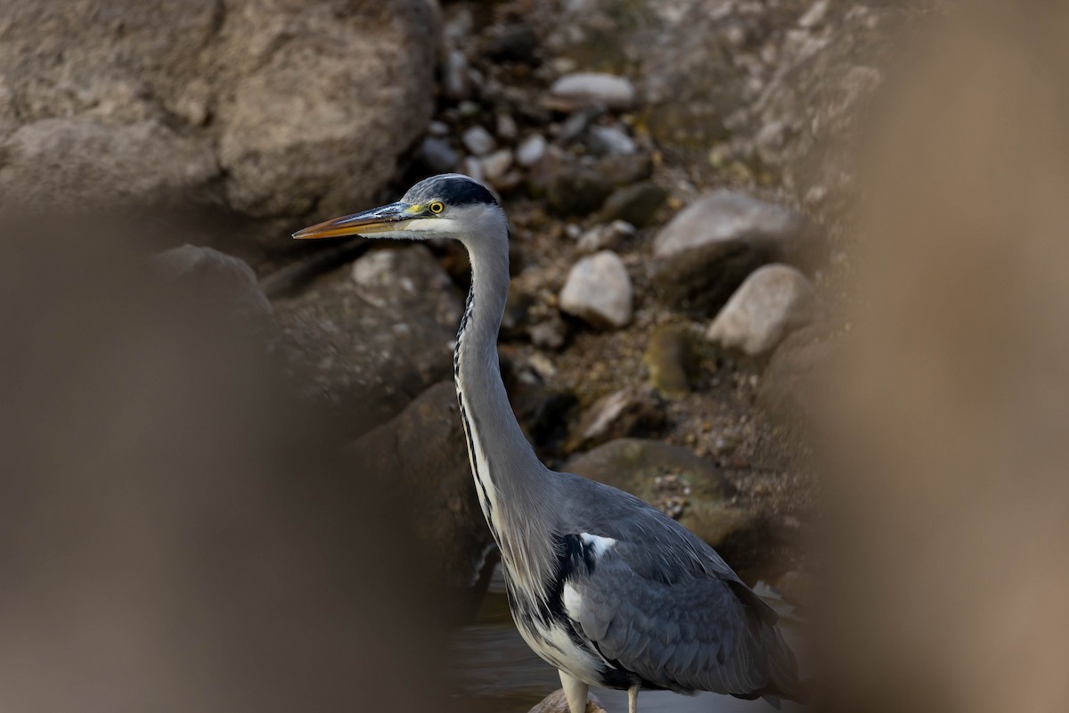 Gray Heron - ML644278591