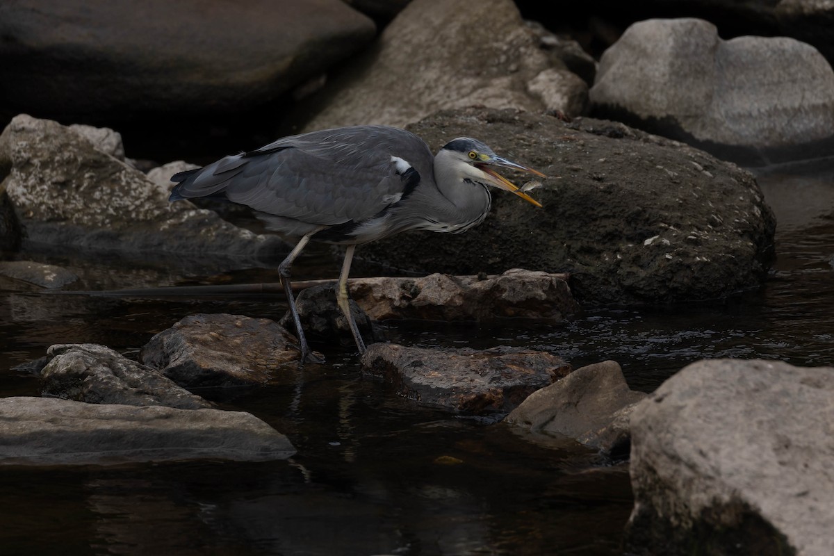 Gray Heron - ML644278592