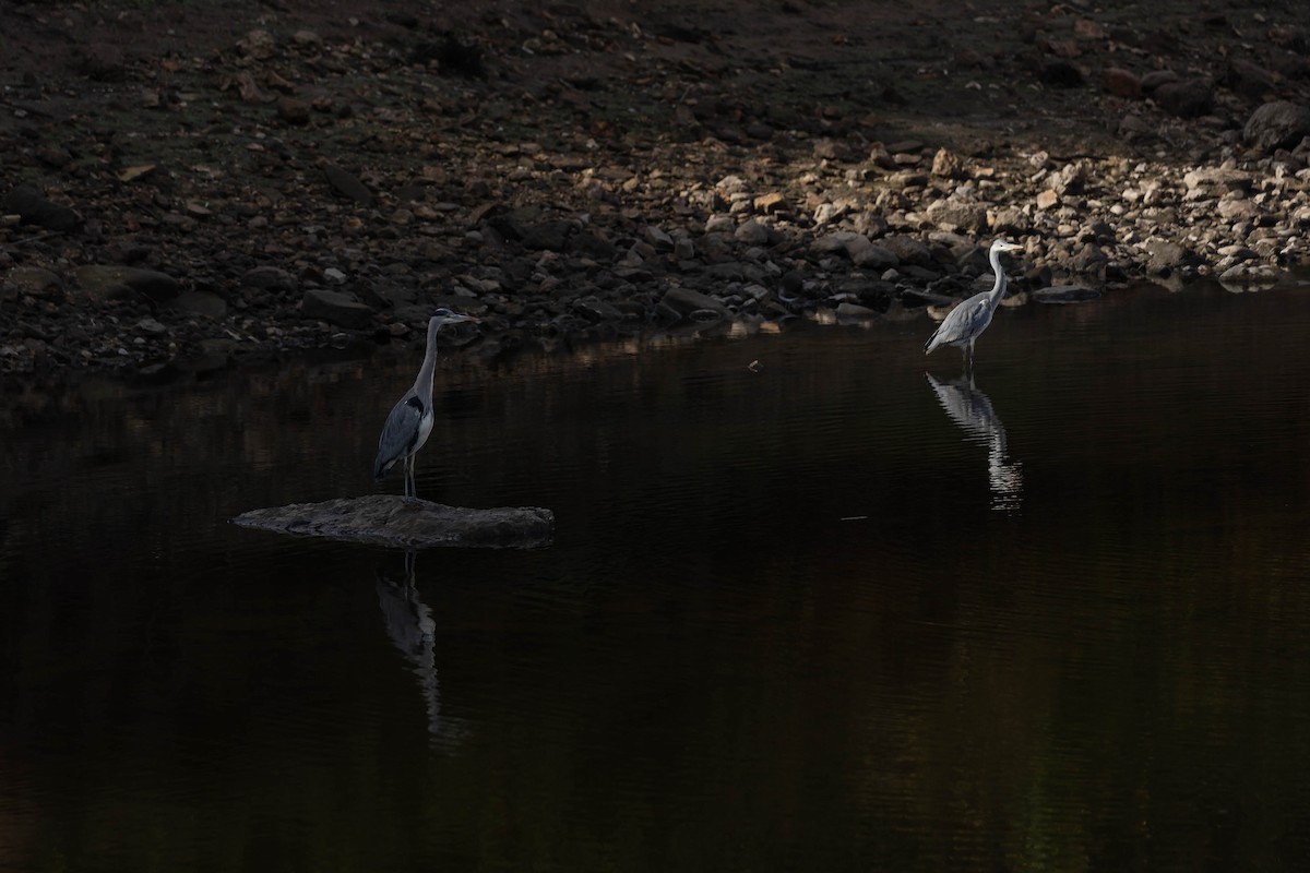 Gray Heron - ML644278593