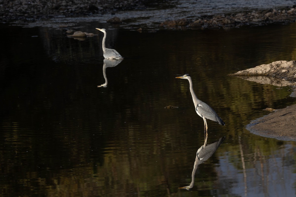 Gray Heron - ML644278594