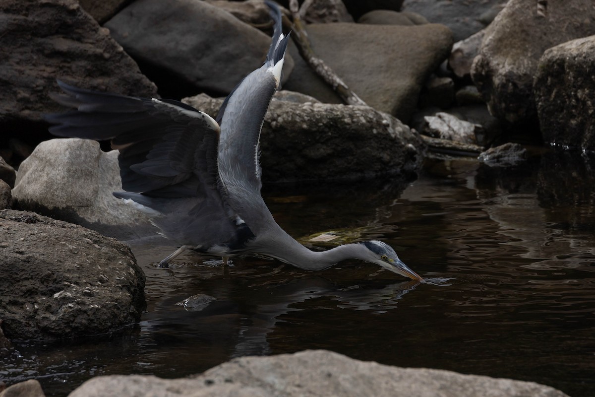 Gray Heron - ML644278595