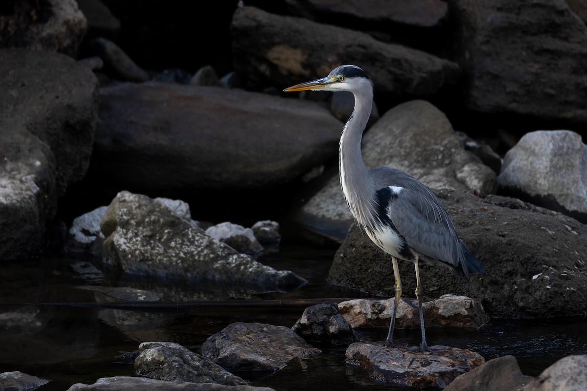 Gray Heron - ML644278596
