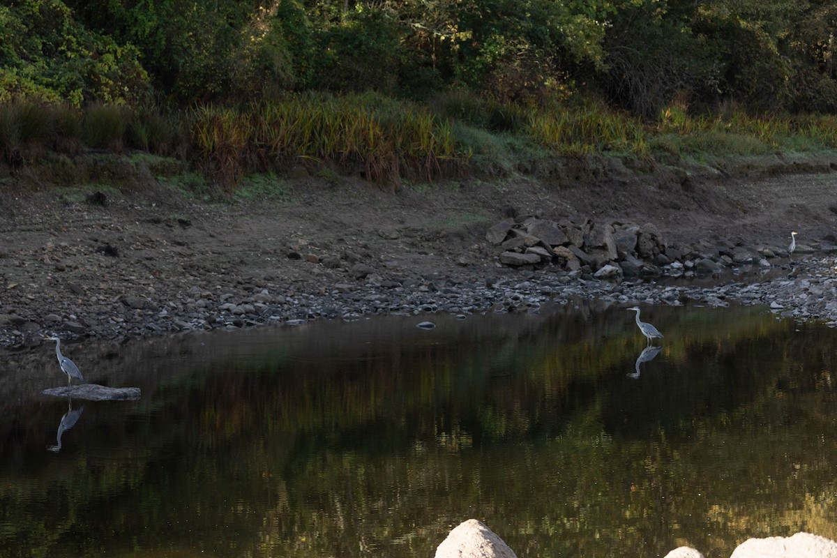 Gray Heron - ML644278597