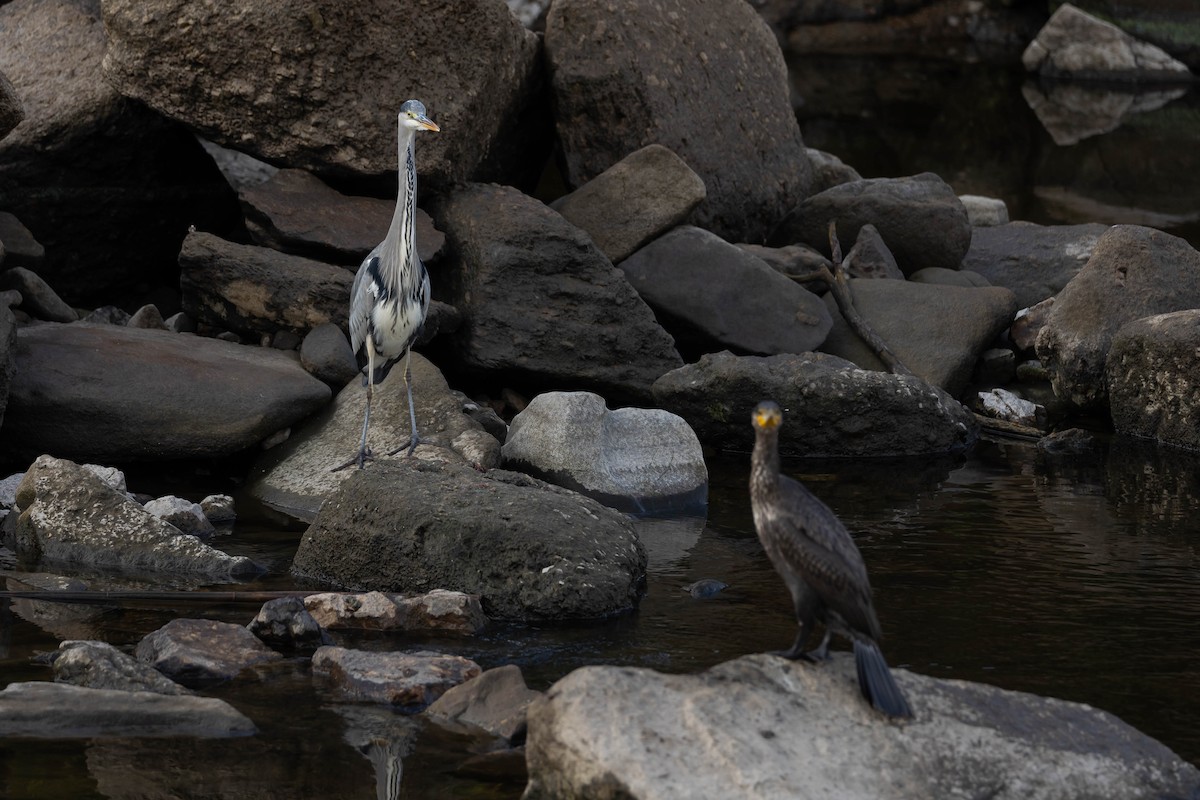 Gray Heron - ML644278598