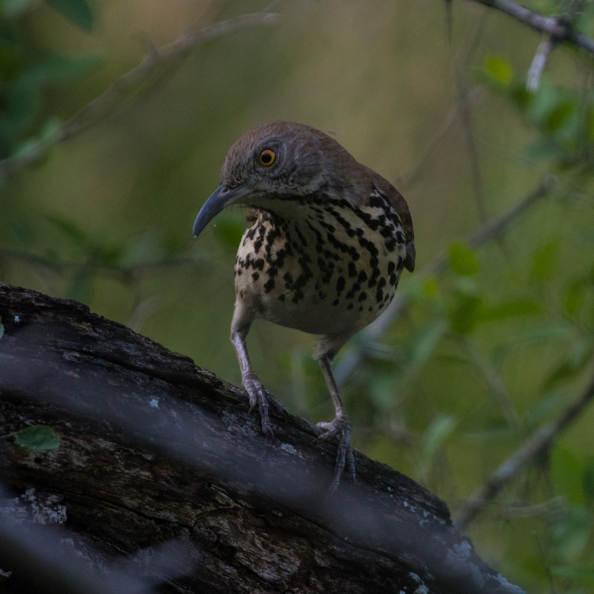 Long-billed Thrasher - ML644278599