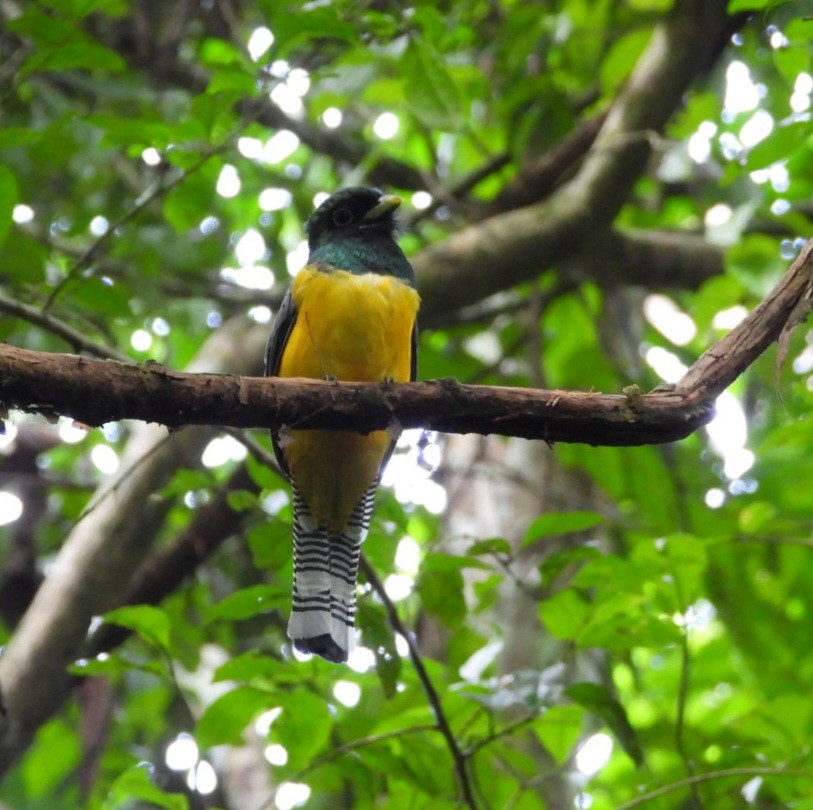 Graceful Black-throated Trogon - ML644278600