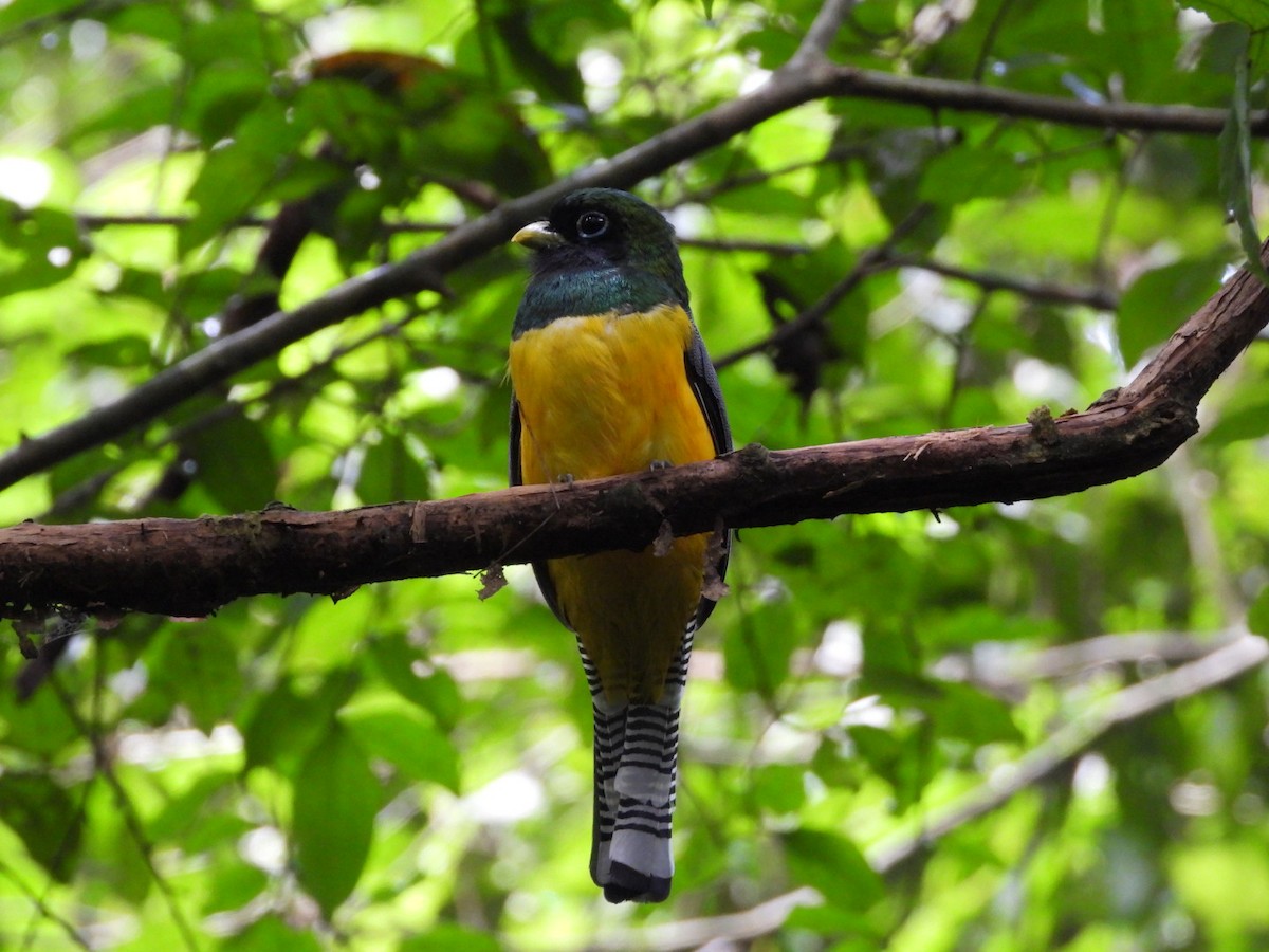 Graceful Black-throated Trogon - ML644278601