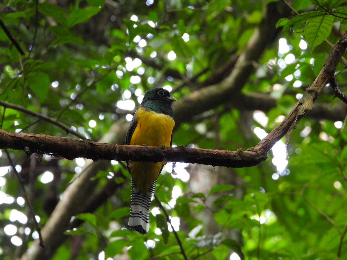 Graceful Black-throated Trogon - ML644278602