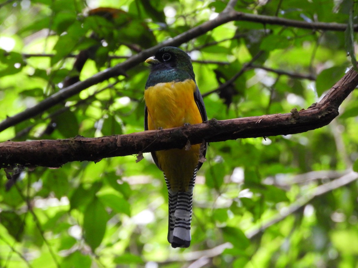 Graceful Black-throated Trogon - ML644278603