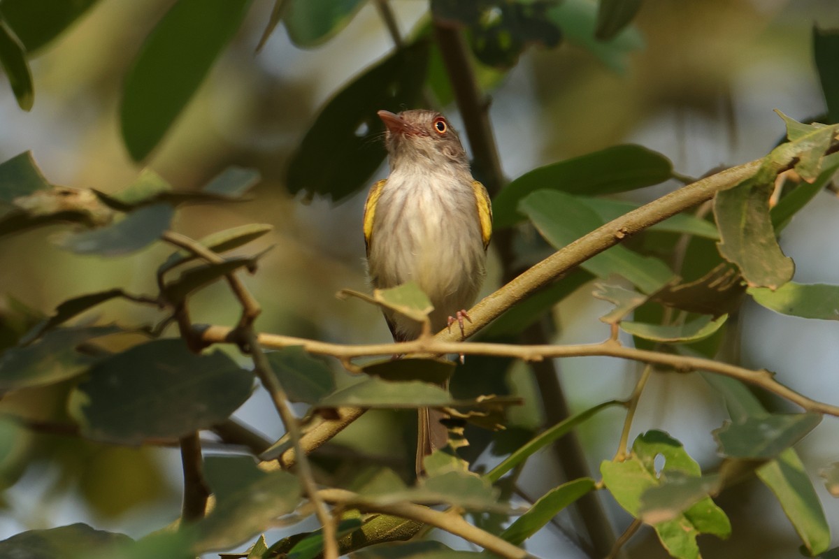 Altın Gözlü Todi Tiranı - ML644278604