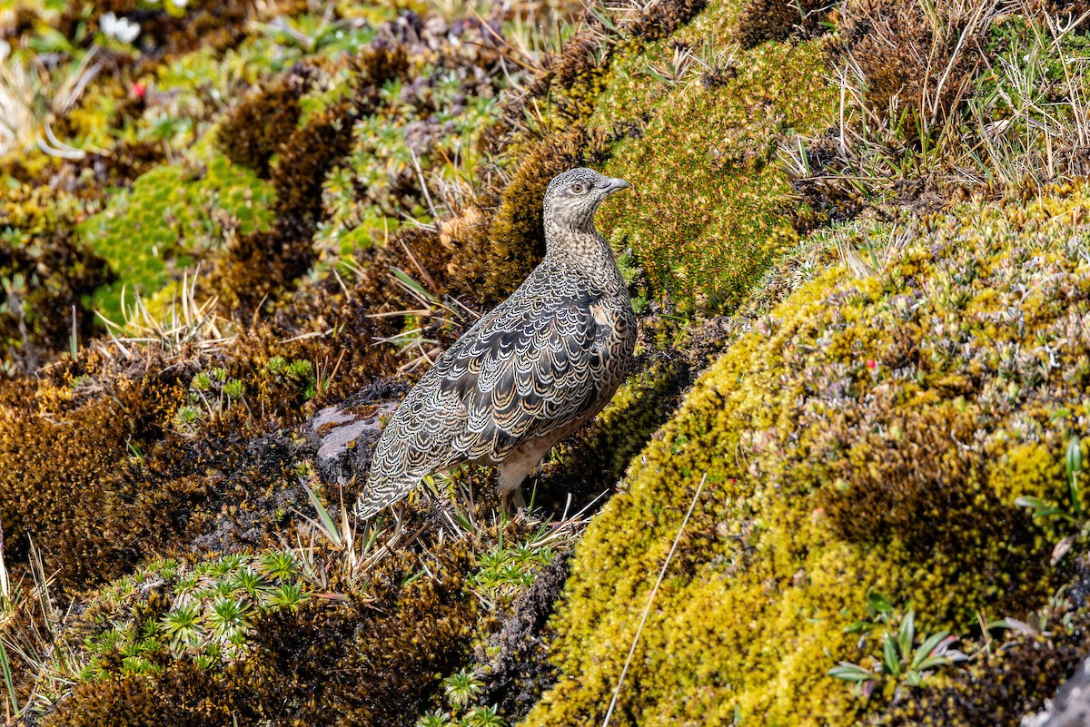 Rufous-bellied Seedsnipe - ML644278610
