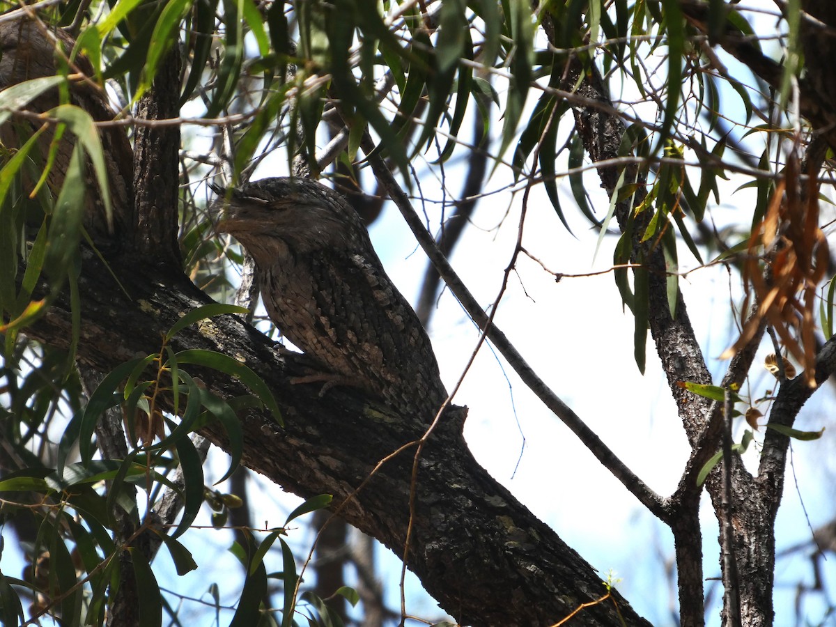 Tawny Frogmouth - ML644278611
