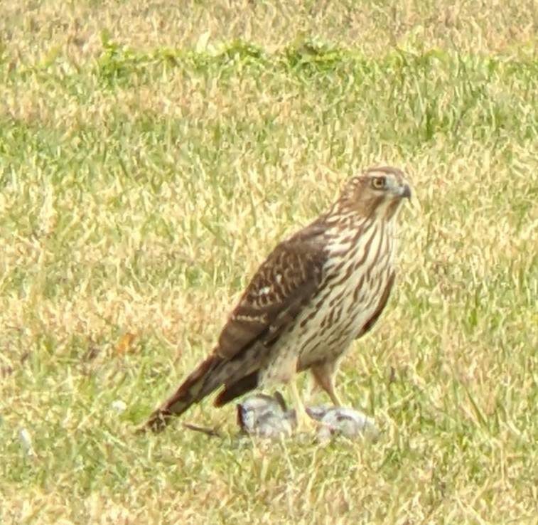 Cooper's Hawk - ML644278612