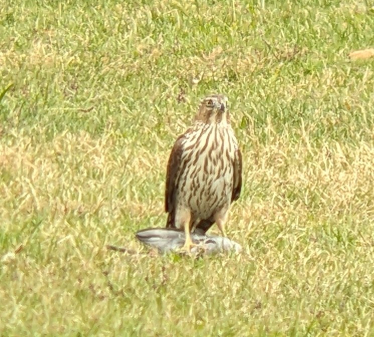 Cooper's Hawk - ML644278613