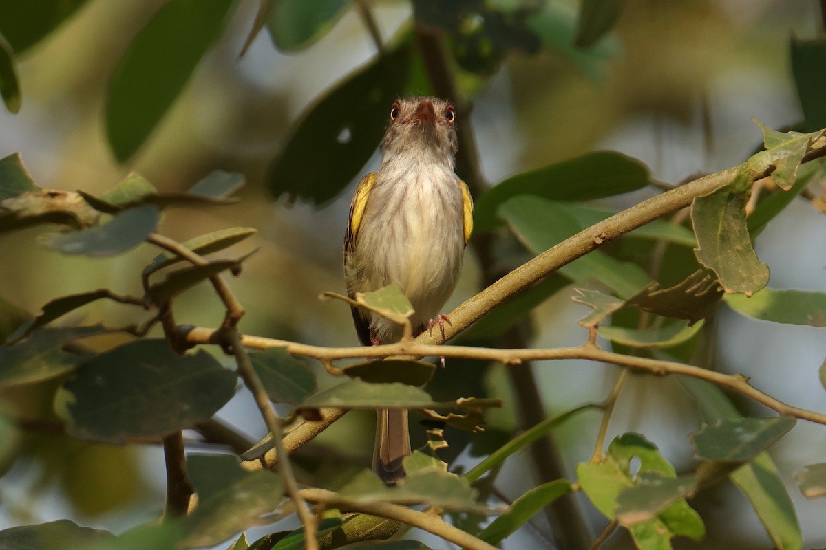 Pearly-vented Tody-Tyrant - ML644278614