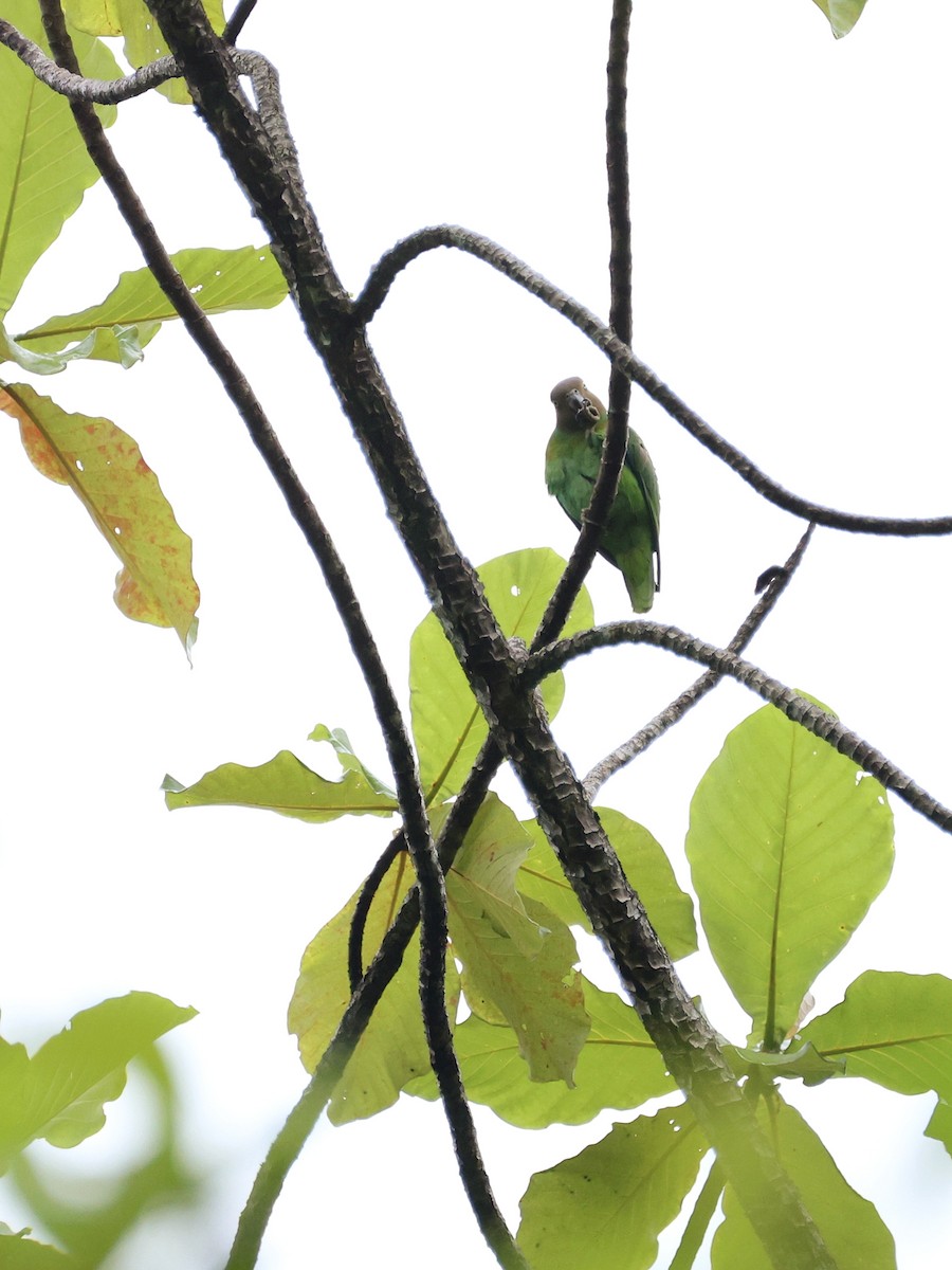 Red-cheeked Parrot - ML644278615