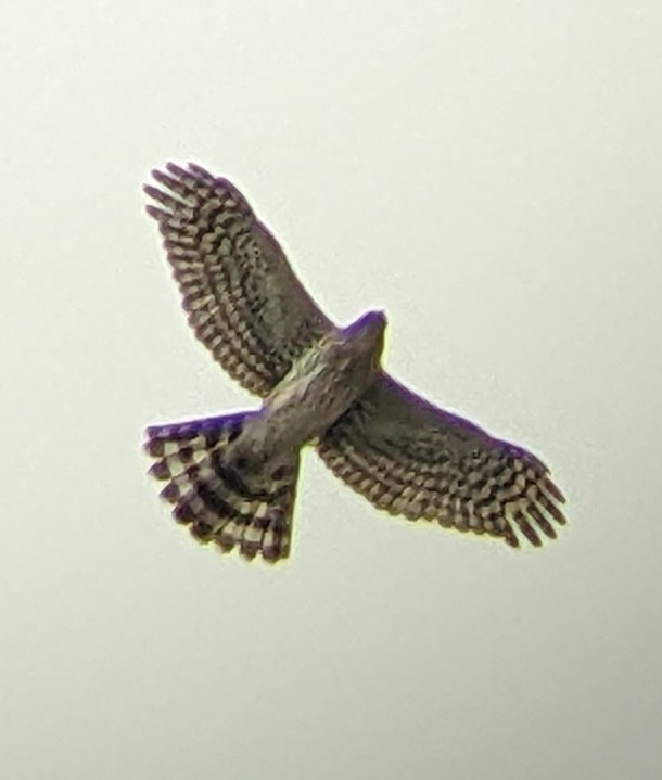 Cooper's Hawk - ML644278616