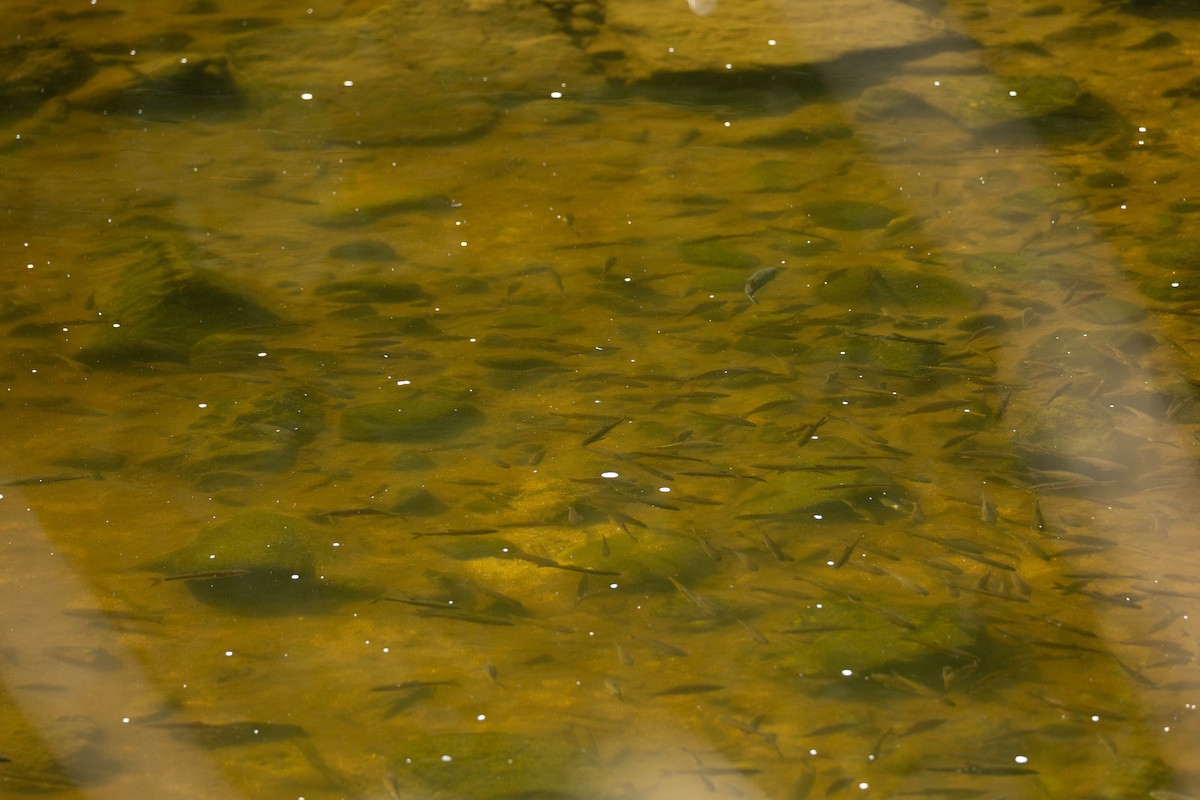 Ray-finned Fishes - ML644278617