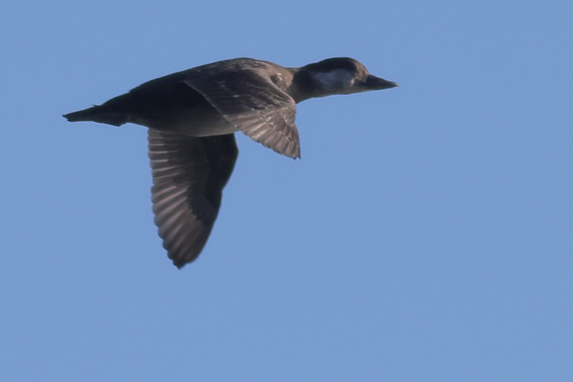 Black Scoter - ML644278619