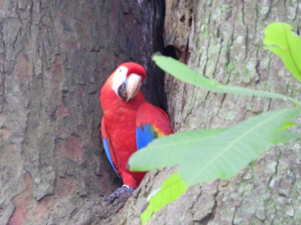 Scarlet Macaw - ML644278621