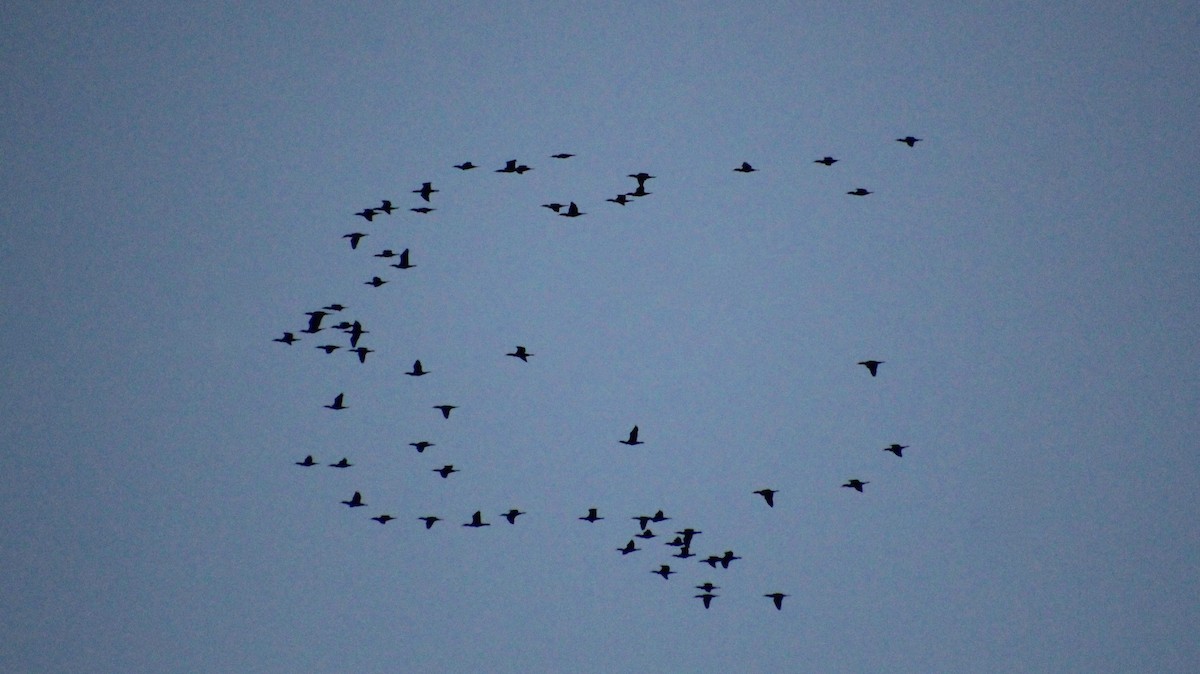 Double-crested Cormorant - ML644278622