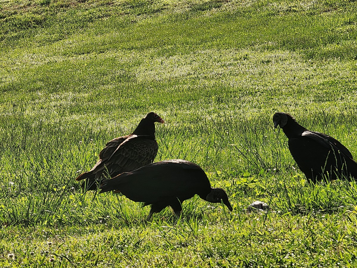 Black Vulture - ML644278623