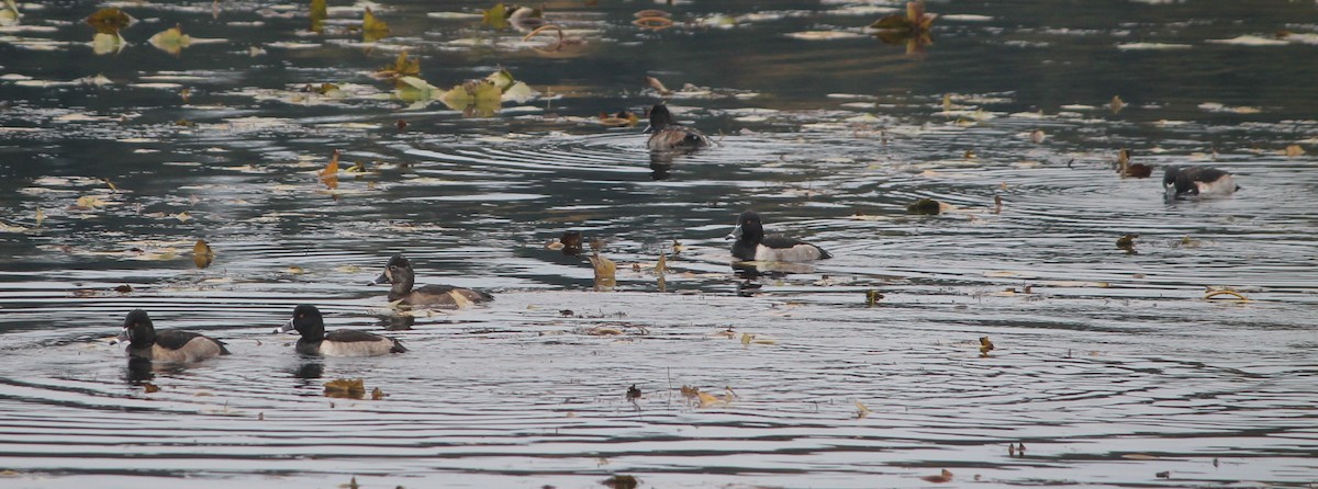 Ring-necked Duck - ML644278625