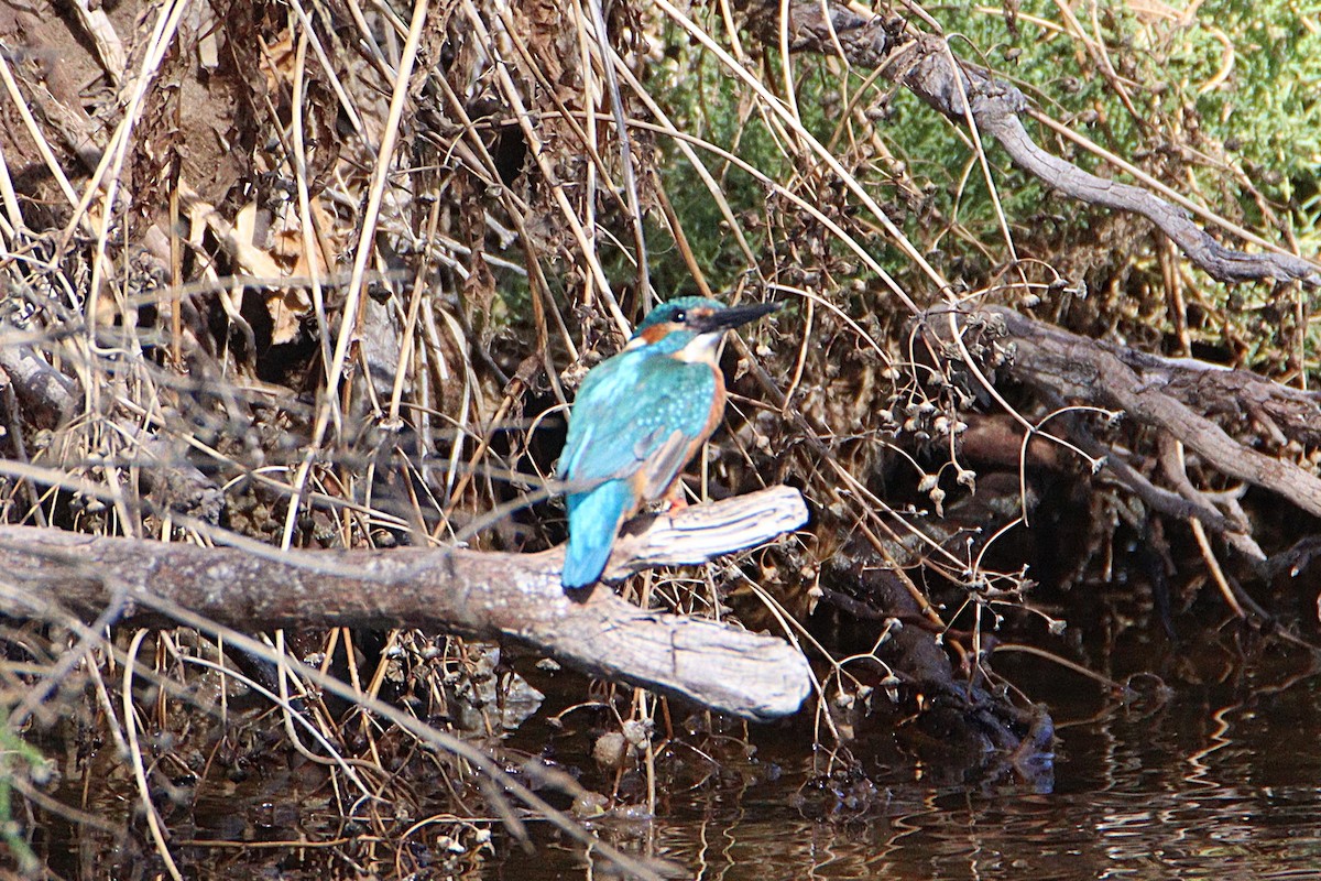 Номин шогшир - ML644278626