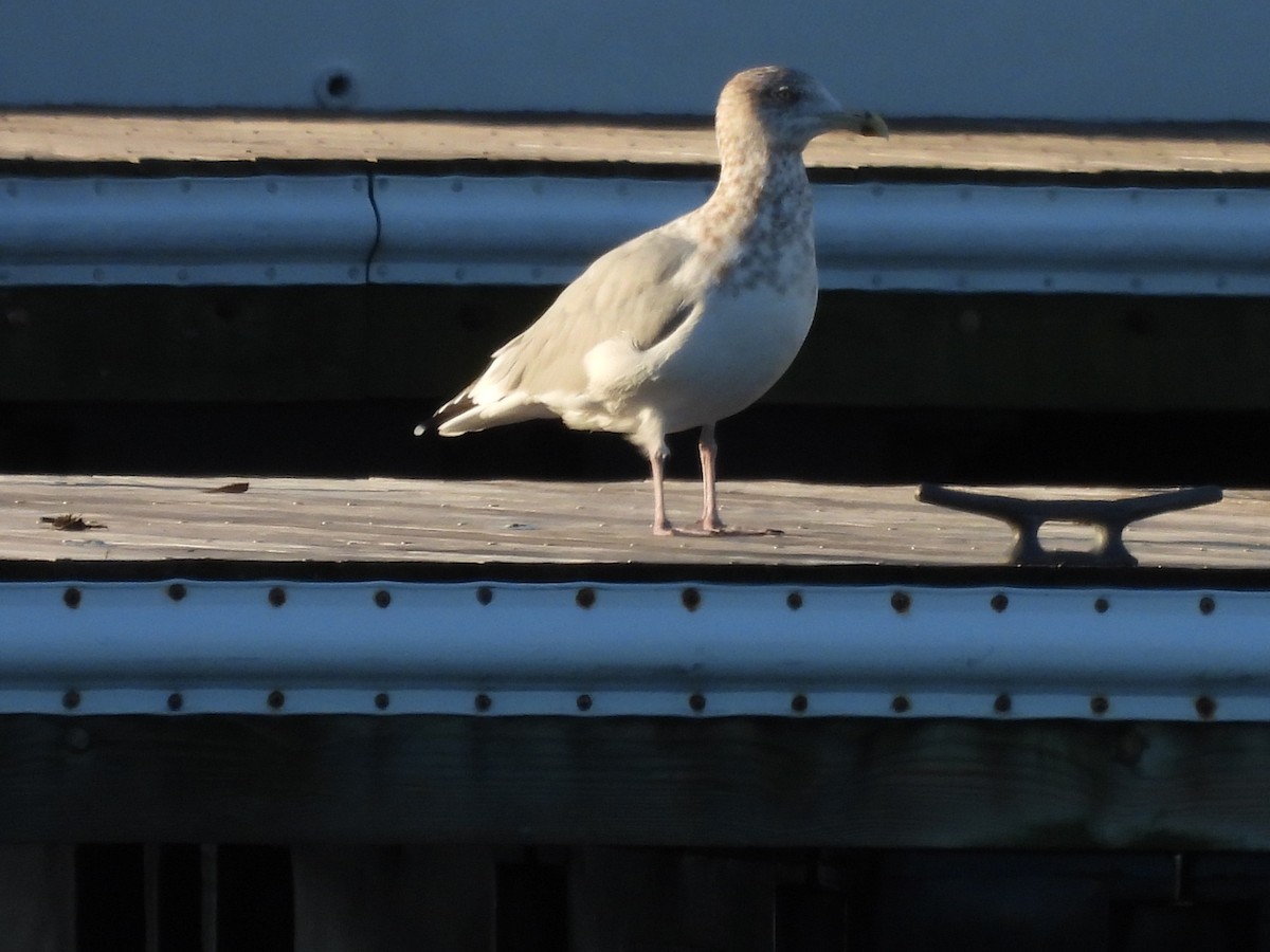 American Herring Gull - ML644278627
