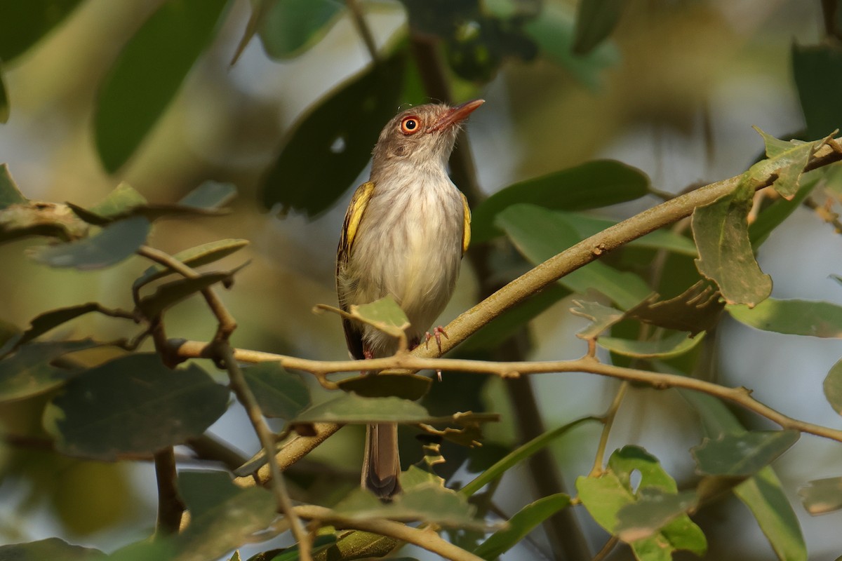 Pearly-vented Tody-Tyrant - ML644278629