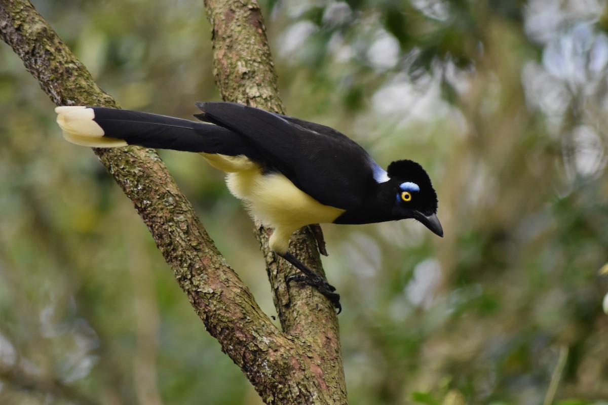 Plush-crested Jay - ML644278630