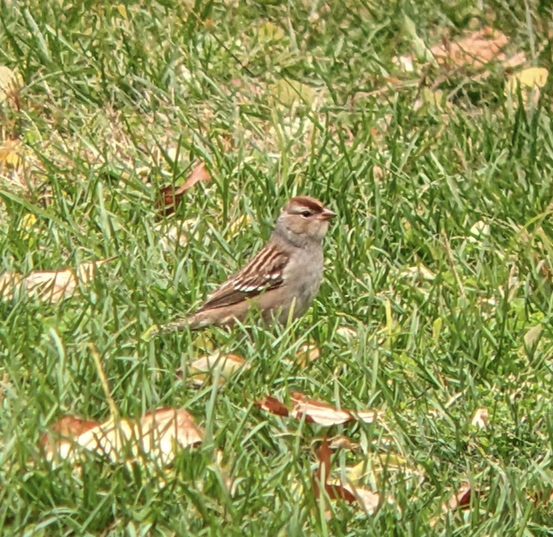 White-crowned Sparrow - ML644278631