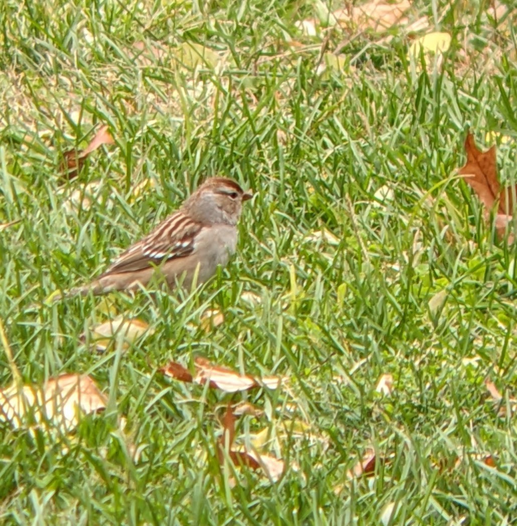White-crowned Sparrow - ML644278632