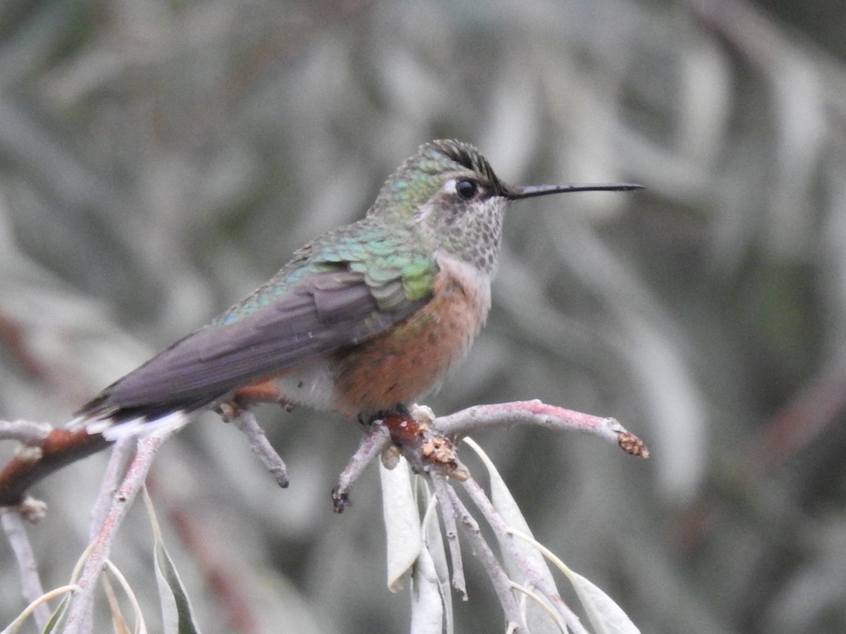 Broad-tailed Hummingbird - ML644278636