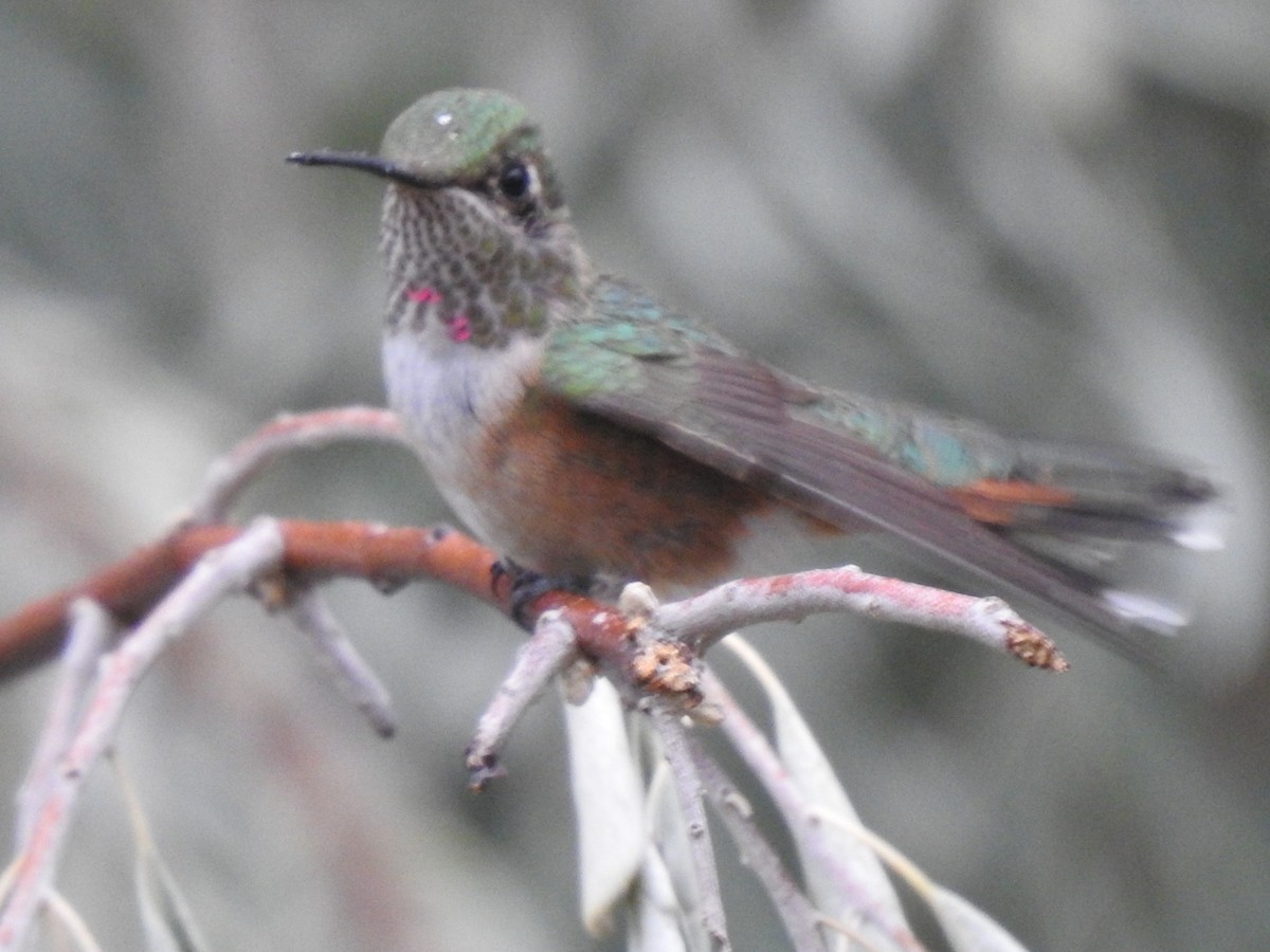 Broad-tailed Hummingbird - ML644278637