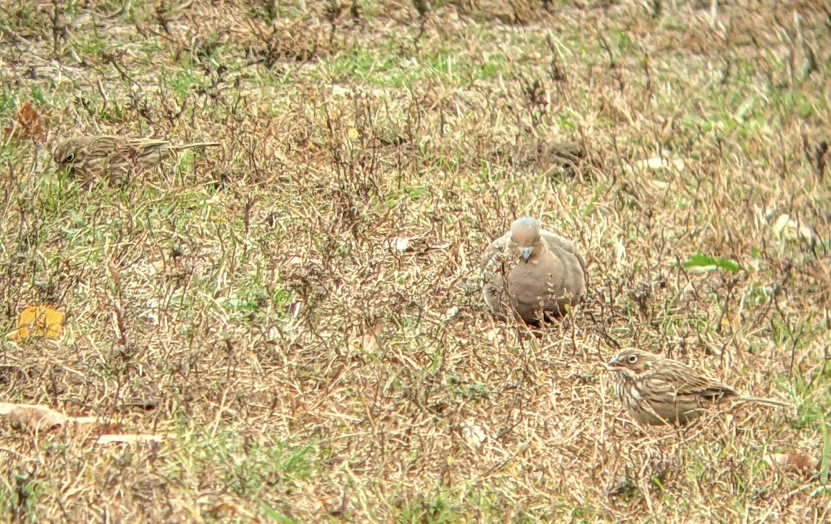 Vesper Sparrow - ML644278638