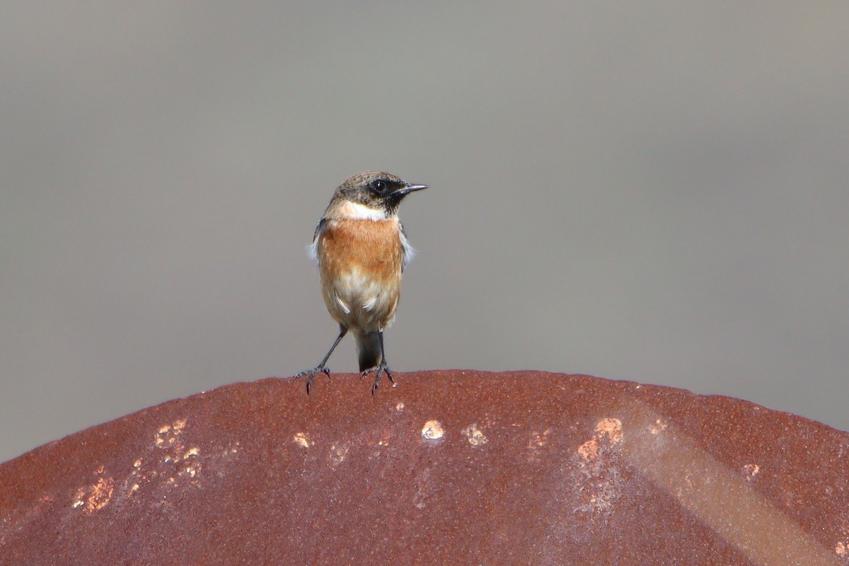 European Stonechat - ML644278639
