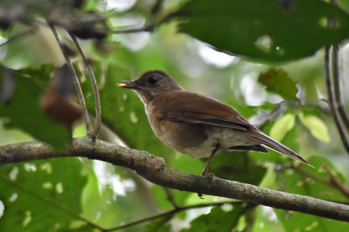 Pale-breasted Thrush - ML644278641