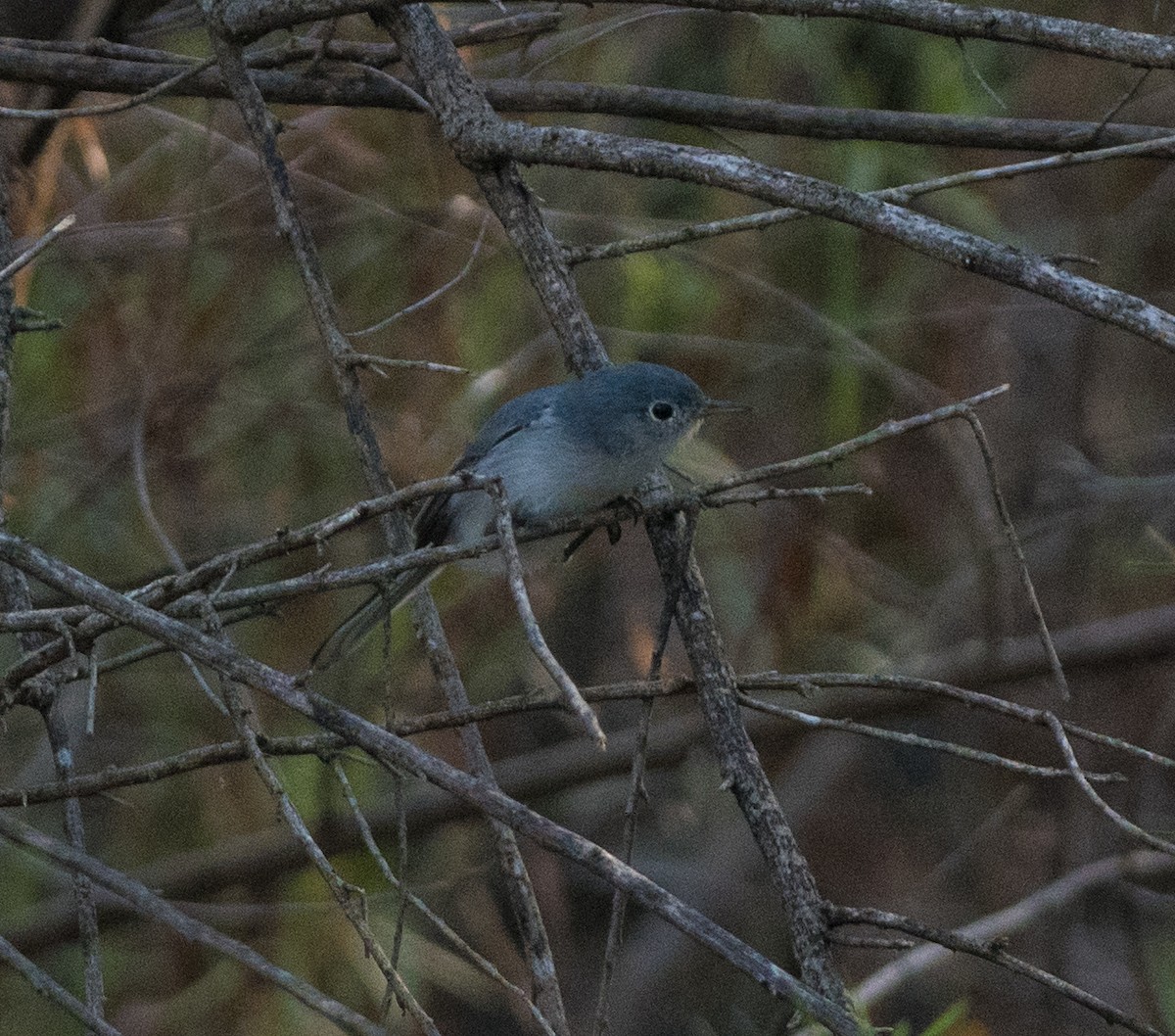 Blue-gray Gnatcatcher - ML644278642
