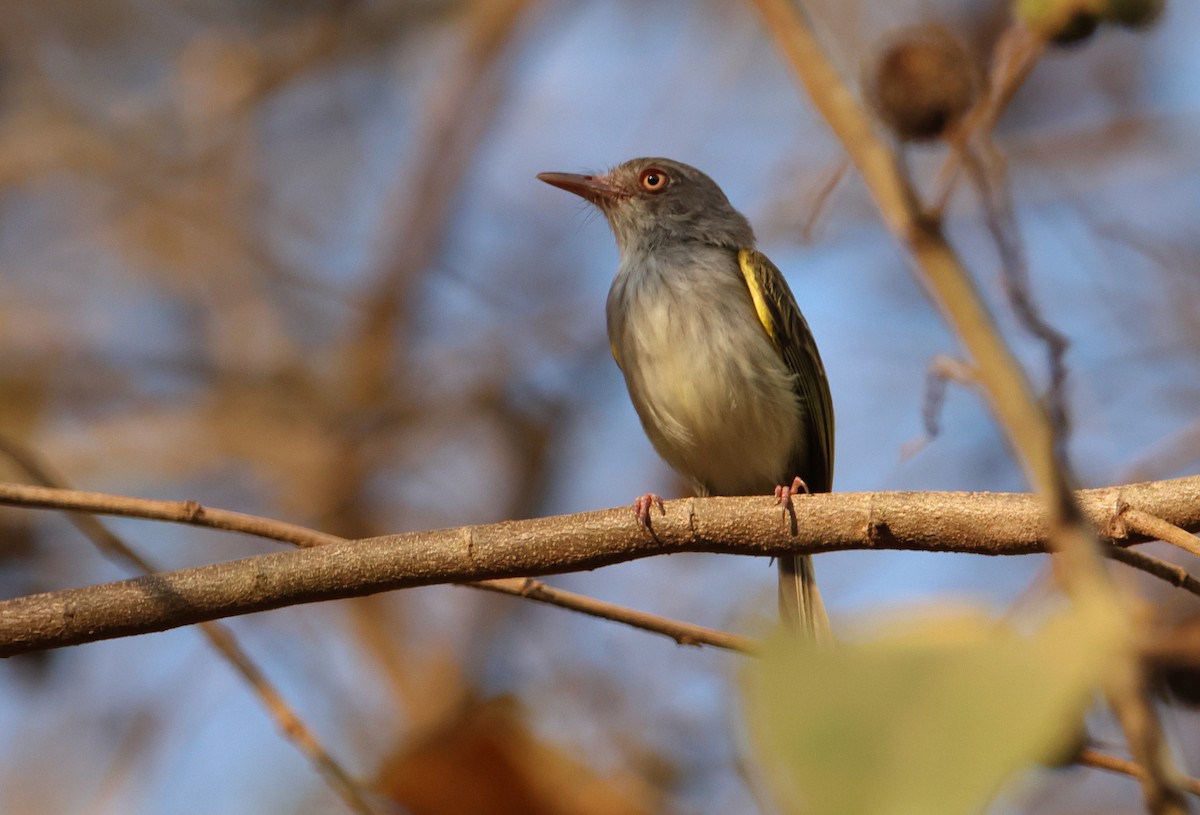 Pearly-vented Tody-Tyrant - ML644278645