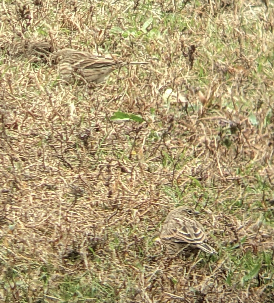 Vesper Sparrow - ML644278647