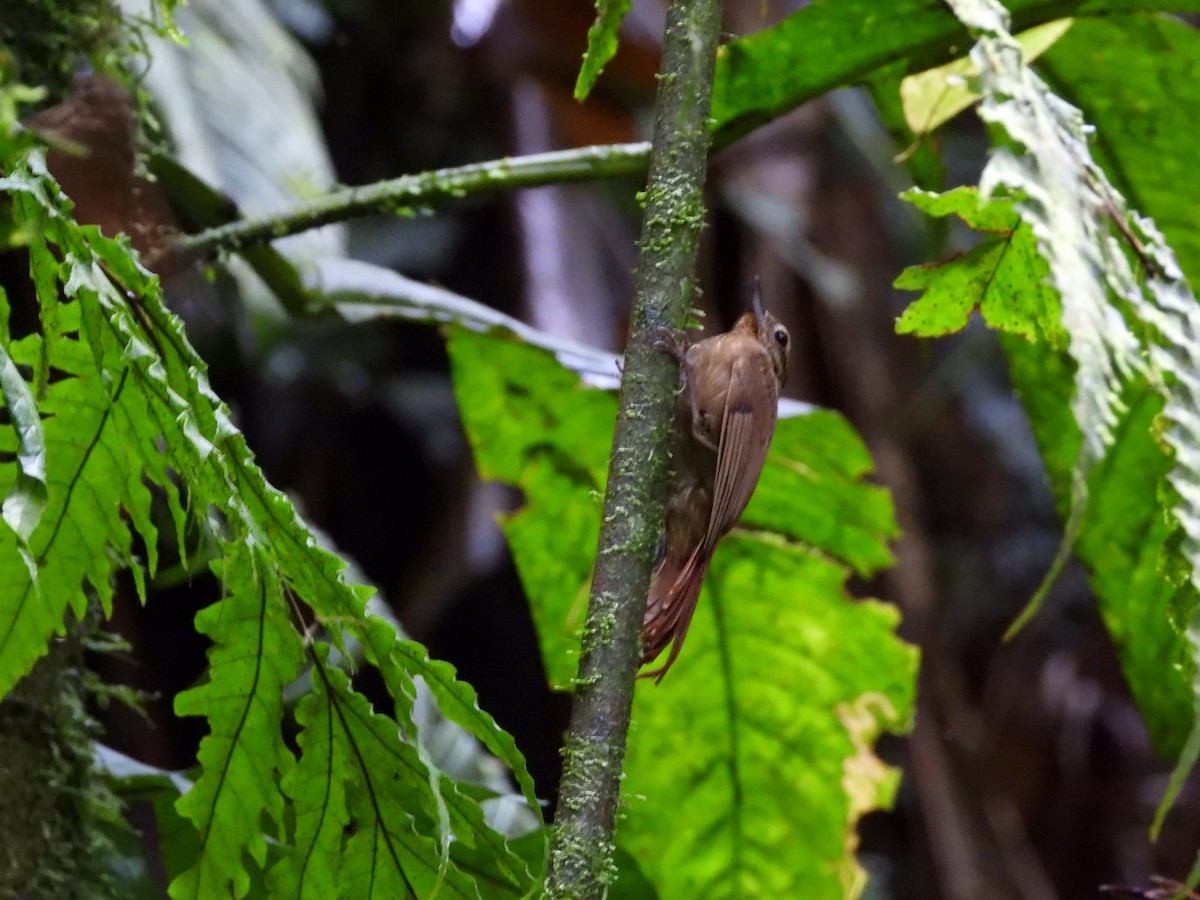 woodcreeper sp. - ML644278648