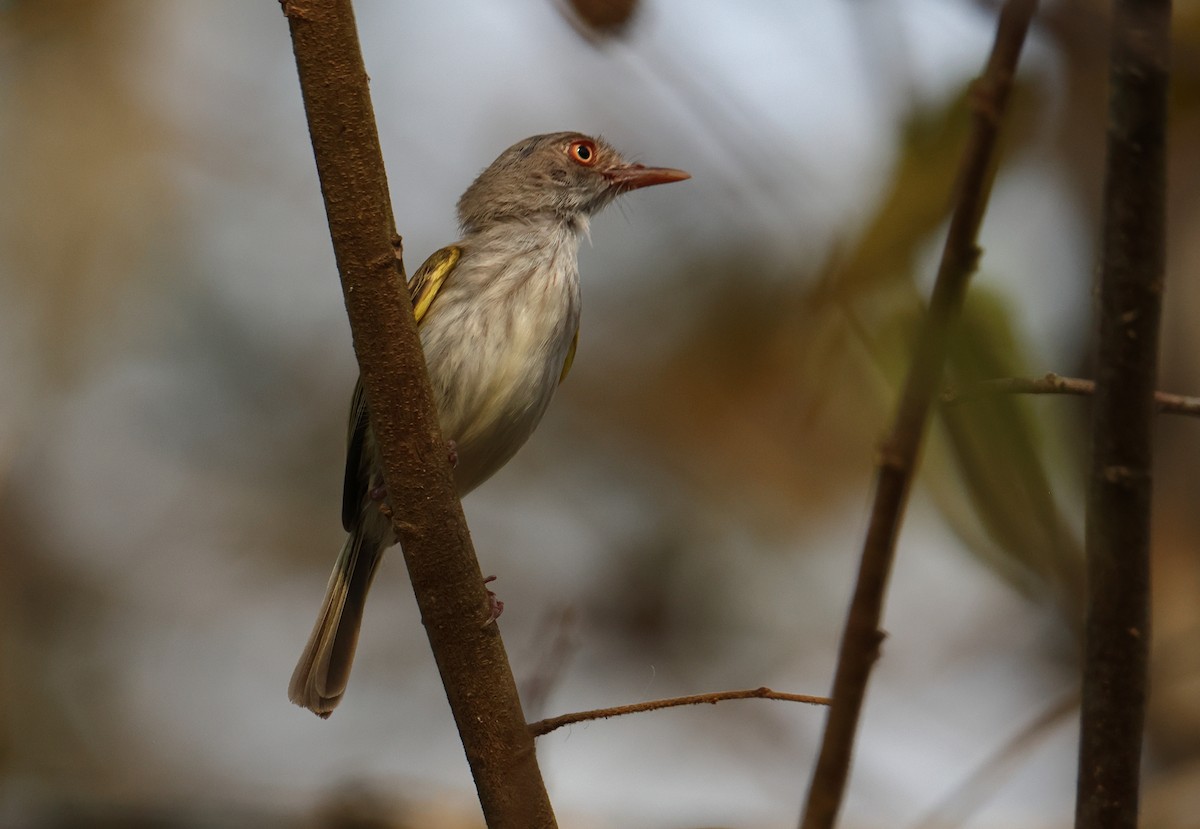 Altın Gözlü Todi Tiranı - ML644278649