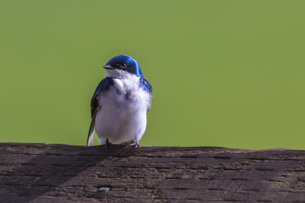 Tree Swallow - ML644278650