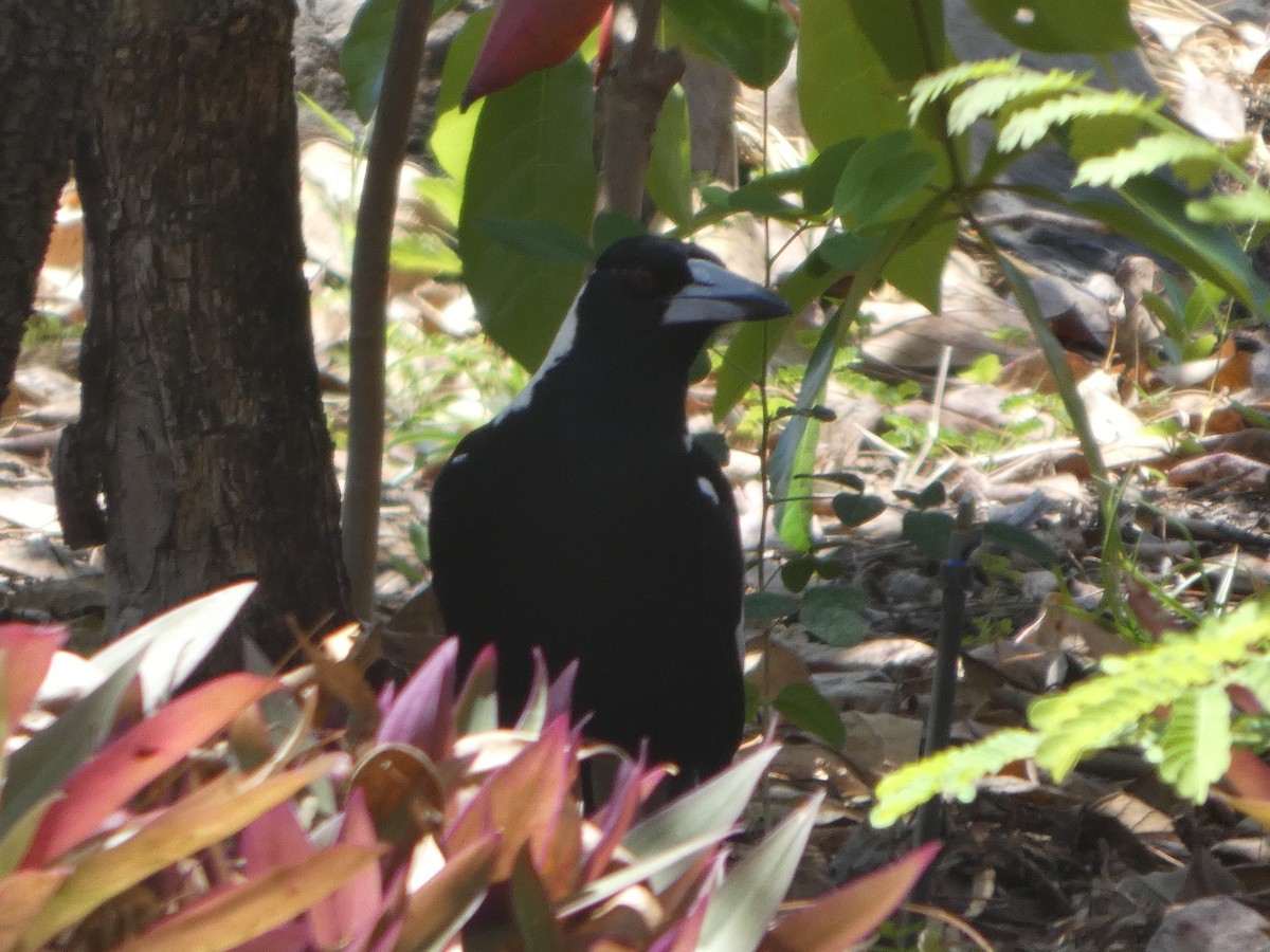 Сорочиця велика [група tibicen] - ML644278660