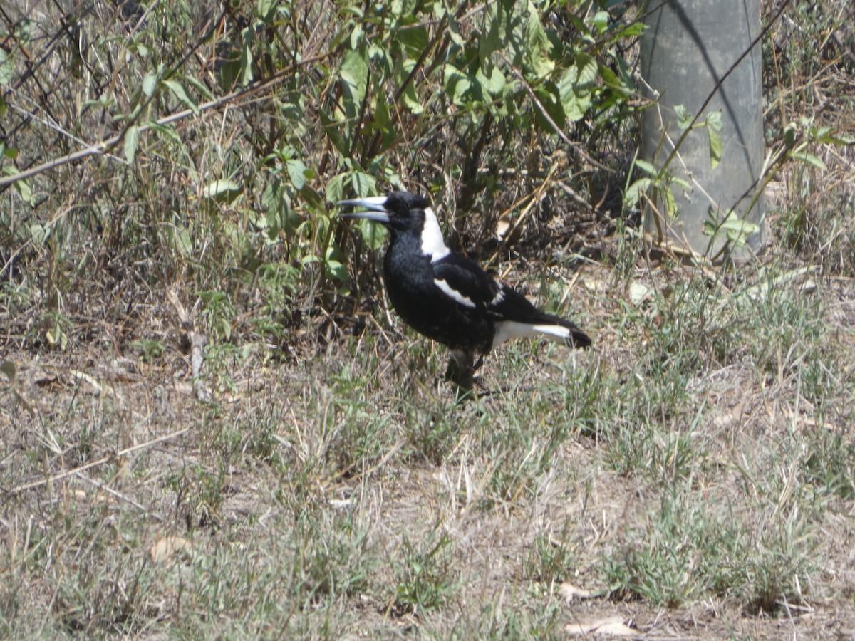 Сорочиця велика [група tibicen] - ML644278661